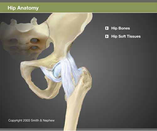 The Importance of Your Hip Joint